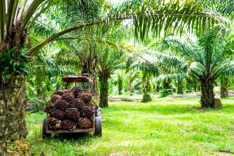 Annies Top Ingredients Palm Oil