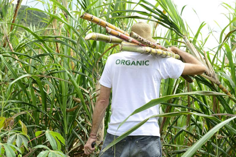 Annies Top Ingredients Sugarcane
