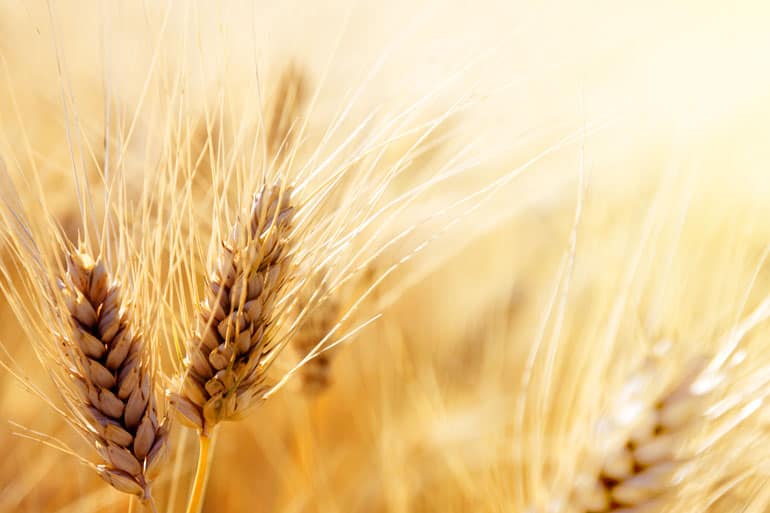 Annies Top Ingredients Wheat