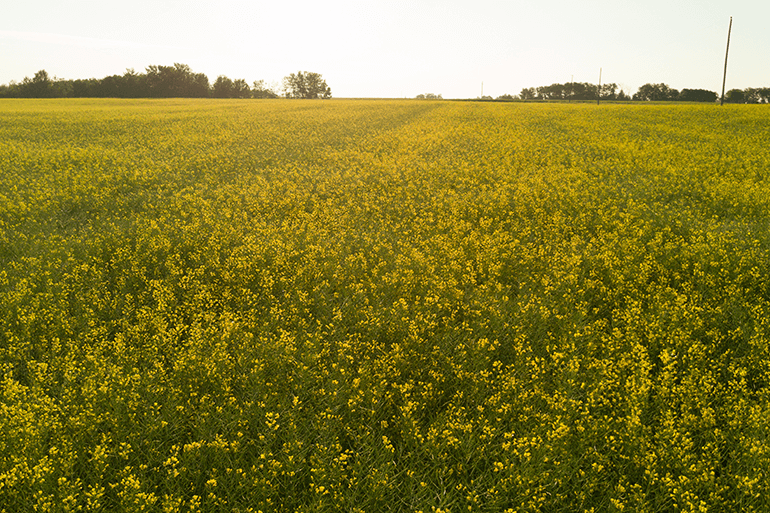 Cannola Fields Reducing chemical Impacts