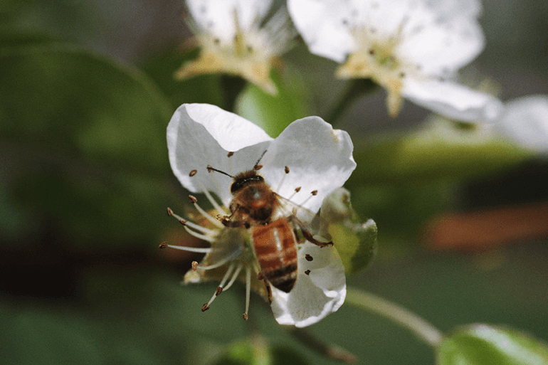 More Biodiversity