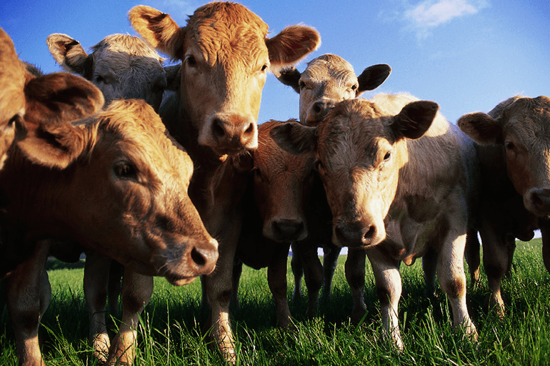 Organic Live stock