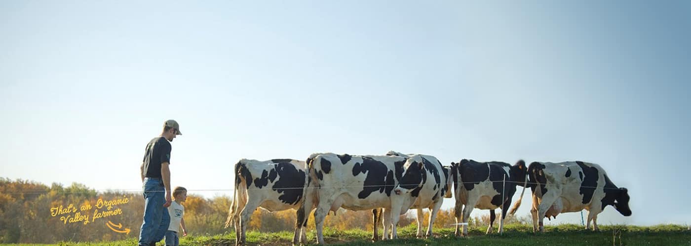 A farmer holding a child's hand overlooking cows