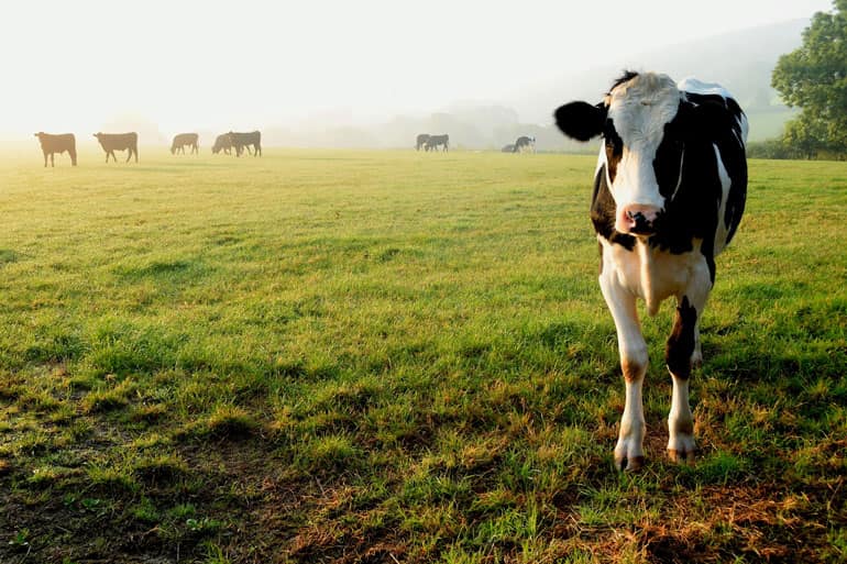 Cows standing on a farmland