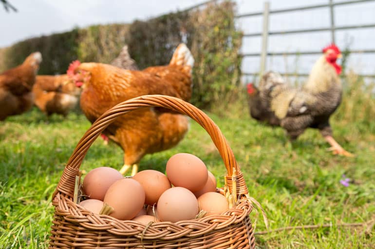 Hens surrounding a basket of eggs