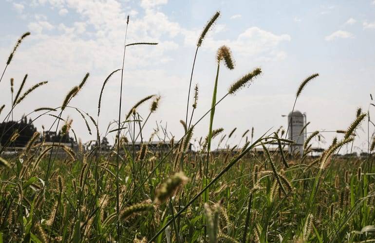 Field of green plants