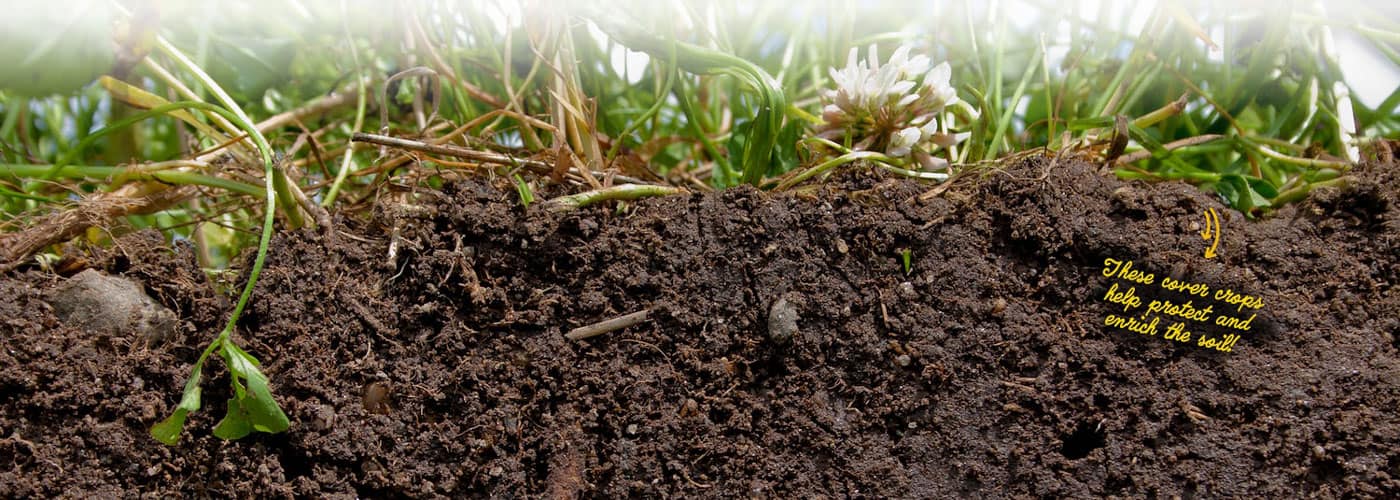 Close-up of grass and soil