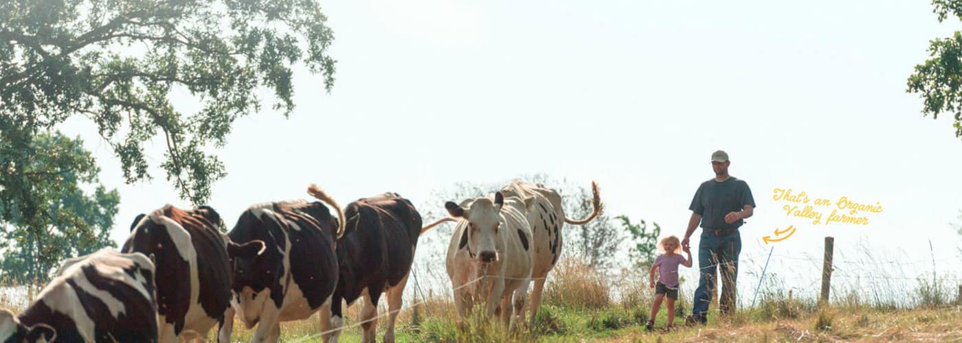 An Organic Valley Farmer holding a child's hand following a line of cows